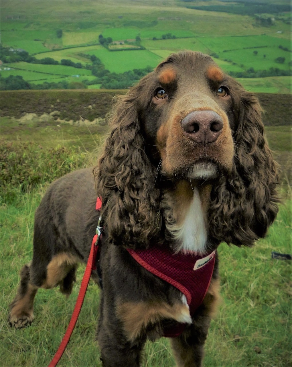 Cocker Spaniel ☀️ » Rasseportrait, Wesen / Charakter, Züchter