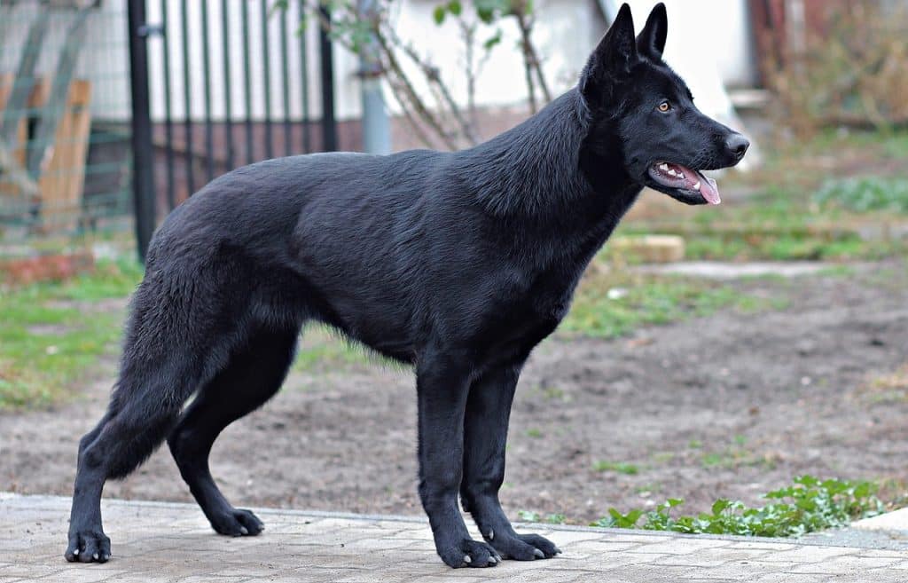 Deutscher Schäferhund Rasseportrait, Wesen / Charakter, Züchter » ☀️