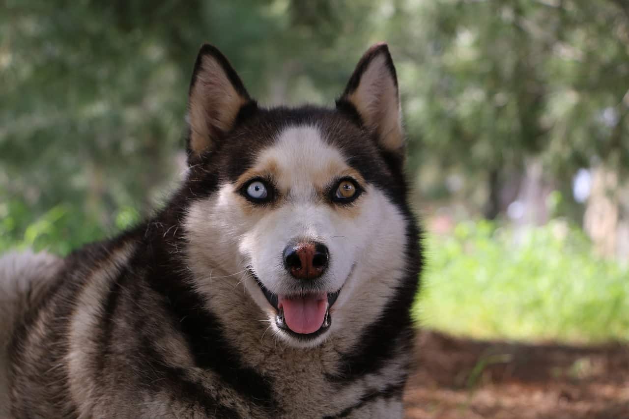 Wolfshund: Rasseportrait, Wesen / Charakter, Züchter » 🥇