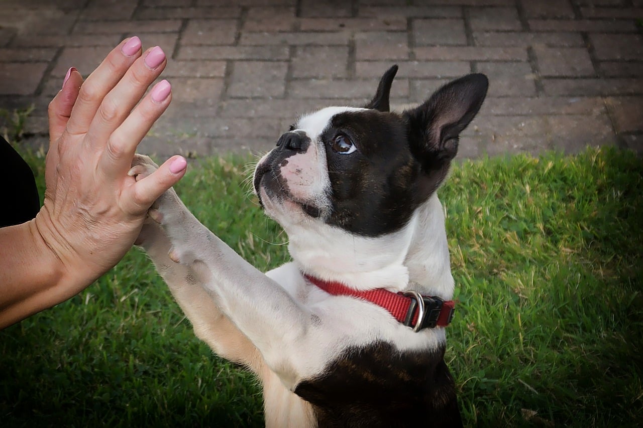 Boston Terrier ☀️ » Rasseportrait, Wesen / Charakter, Züchter