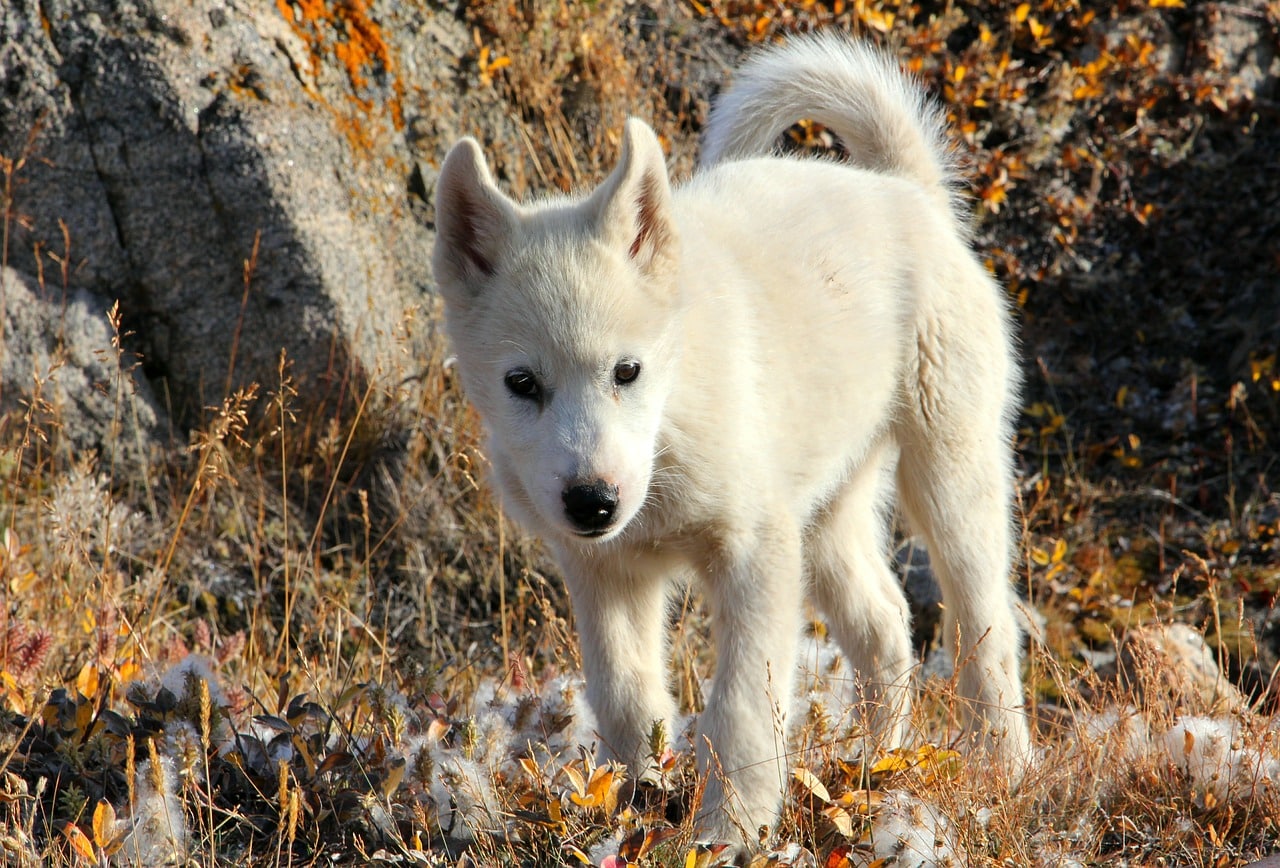 Grönlandhund ☀️ » Rasseportrait, Wesen / Charakter, Züchter