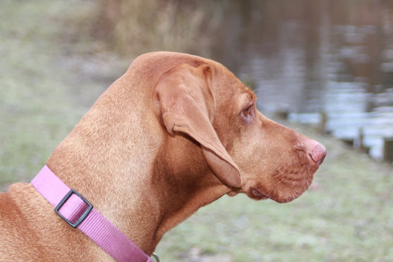 Magyar Vizsla Rasseportrait, Wesen / Charakter, Züchter » ☀️