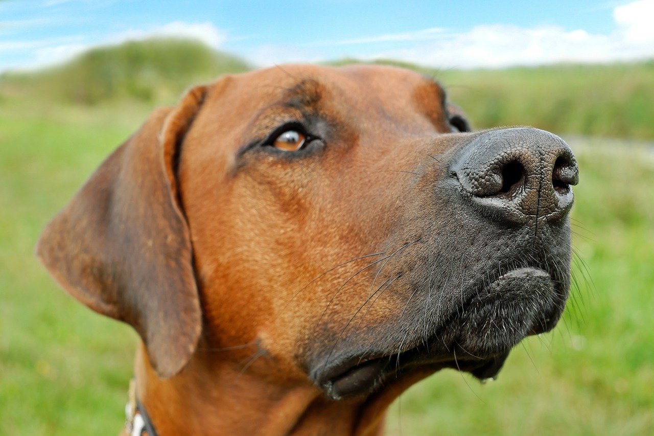 Rhodesian Ridgeback ☀️ » Rasseportrait, Wesen / Charakter, Züchter